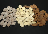 LAS NUECES Y LOS ESPERMATOZOIDES