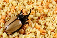 Entomología de Bolsillo: Las plagas en la despensa
