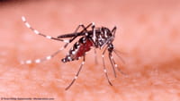Hallado el patrón de transmisión del dengue