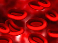 La sangre se forma a partir de las células madre