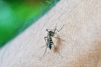 El virus zika también se transmite por vía sexual