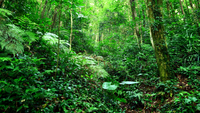 El 3G llega a la selva de Perú