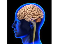 Aumentar la donación de cerebros es fundamental para avanzar en la investigación del Alzheimer