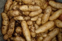 Un extracto de patata puede ayudar a frenar el exceso de peso
