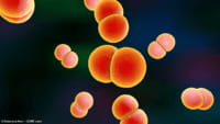 La gonorrea resiste a los antibióticos