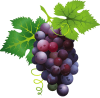 Antioxidante presente en las uvas puede ser la clave para un nuevo tratamiento contra el acné