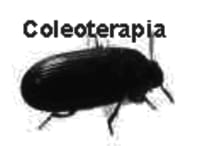 Promueven gorgojoterapia como medicina preventiva y antioxidante
