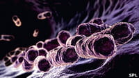 ¿Cuántos microbios viven en nuestro cuerpo?