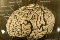 Los recovecos del cerebro de Einstein