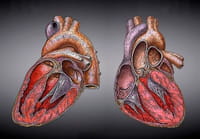 Un antidepresivo reduce la afección cardiaca inducida por el estrés