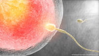 Avances en fecundación y contracepción