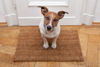 Una agencia para perros 'influencers'