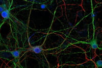 Un cerebro en cambio constante hasta la adolescencia