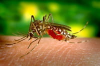 El virus zika amenaza a América Latina