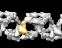 Los virus de la gripe barren la primera respuesta del sistema inmunitario