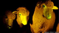 Las ovejas uruguayas fluorescentes que brillan como medusas
