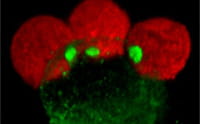 Una bacteria oral puede desencadenar cáncer colorrectal
