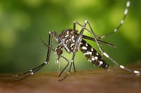 El virus chikungunya puede provocar encefalitis