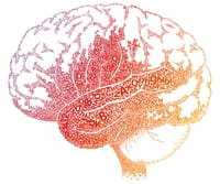 No existe un cerebro masculino y otro femenino