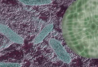 Señuelos antibacterianos, una alternativa a los antibióticos
