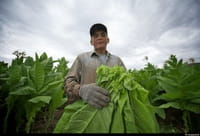 Tabaco para batallar contra el virus del Ébola