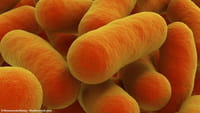Bacterias más peligrosas y resistentes
