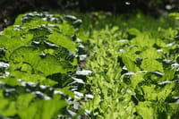 Las verduras de hoja verde protegen el intestino