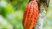 Cacao, nuevo aliado contra la diabetes