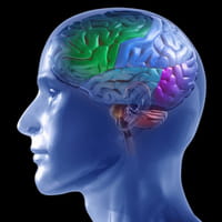 Desarrollan un tratamiento para prevenir el daño cerebral tras convulsiones prolongadas