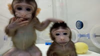 Monos clonados como la oveja Dolly