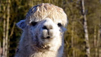 Perú quiere clonar alpacas