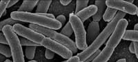 Descubren más de 500 microbios desconocidos en la flora intestinal humana