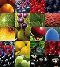 Los antioxidantes del té, las frutas y las verduras podrían combatir el cáncer de próstata