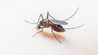 Sexo seguro contra el virus zika