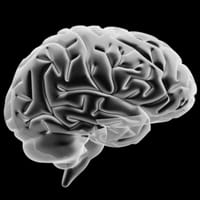 El cerebro sigue en desarrollo tras la adolescencia