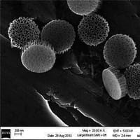 Nanopartículas de silicio mejoran la eficacia de las vacunas contra el cáncer