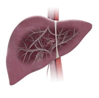 Hallada la proteína que impide combatir la cirrosis