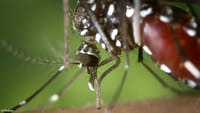 El método 'low-cost' para detectar zika