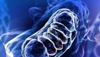 El antioxidante que rejuvenece 20 años