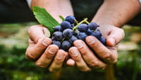 Uva, la fruta que combate el cáncer