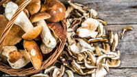 Comer setas reduce el riesgo de perder la memoria