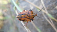 El mal de Chagas produce daños cardiacos