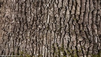 Madera tan dura que detiene las balas