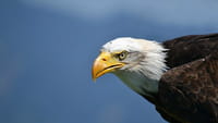 Águilas que cazan drones