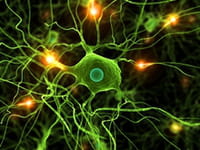 ¿Adaptar para humanos la regeneración nerviosa de la lamprea?