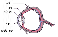 diagrama del ojo humano