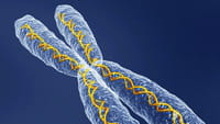 Nuevos métodos para diagnosticar cáncer hereditario de mama y ovario