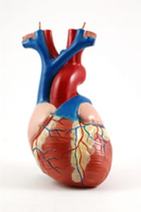 Consiguen regenerar con células madre el músculo cardiaco dañado tras un infarto