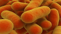 La primera bacteria resistente a los antibióticos