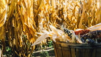 Los alimentos transgénicos son sanos y seguros